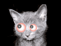 jimpix ecards: Kitten's Eyes Sent 1897 times
