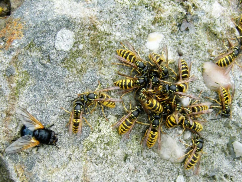 Wasps and flies