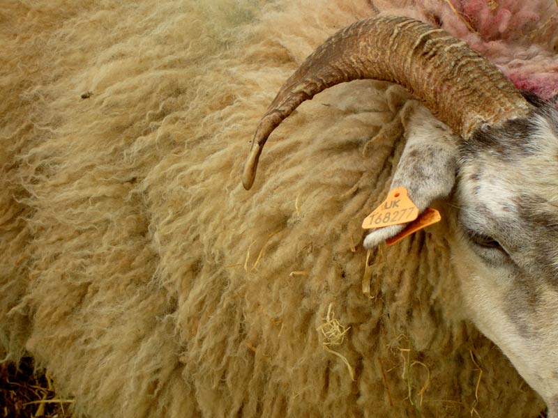 Reaseheath Ram