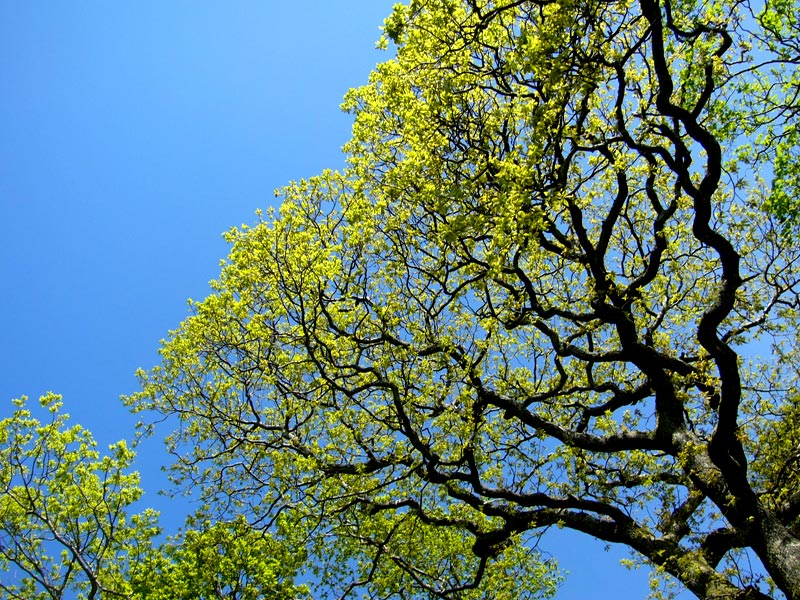 Windemere Trees