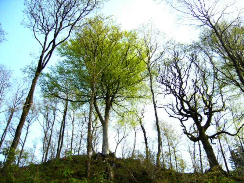 Grizedale Trees