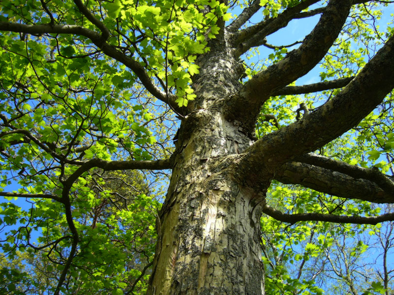 Windemere Trees