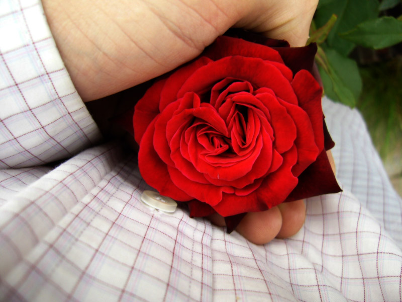 Rose in the hand