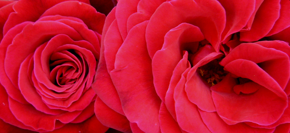 Two roses