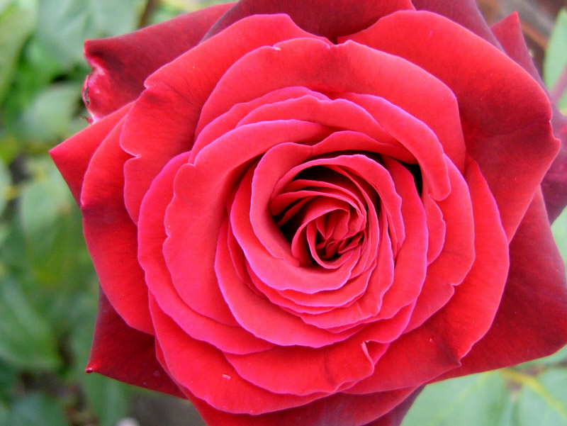 Rose flower