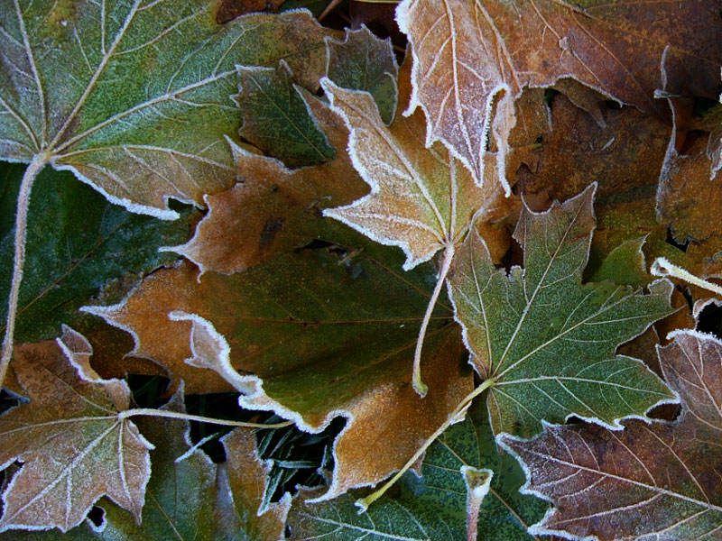 Sycamore leaves
