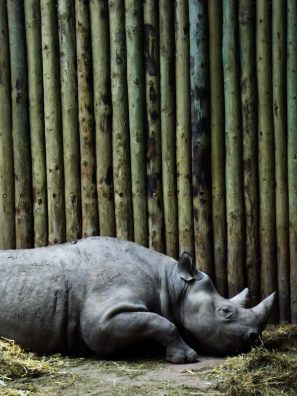 Rhino, Chester Zoo