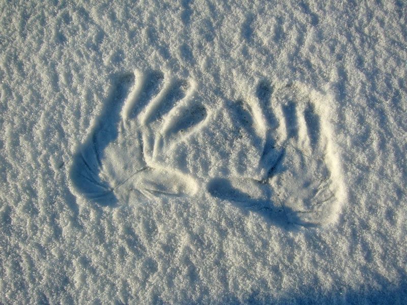 Snow hand prints