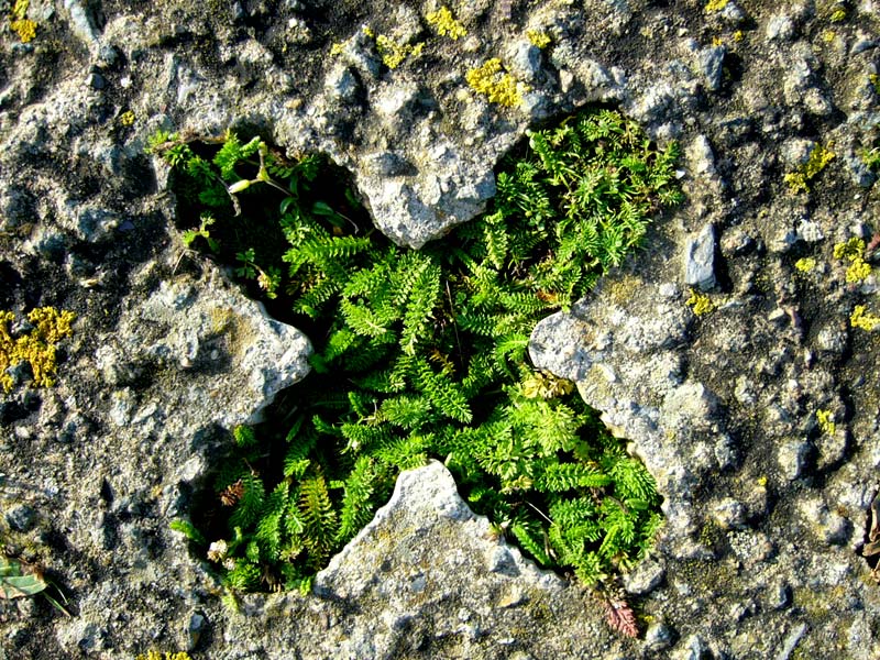 Plants in a cross