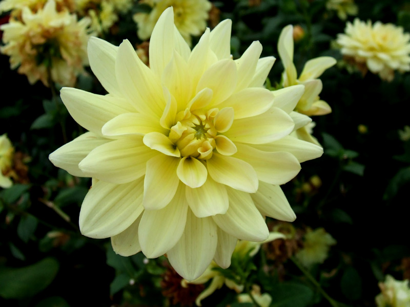 Dahlia flower