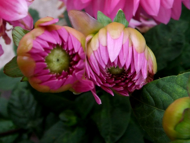 Dahlia flowers