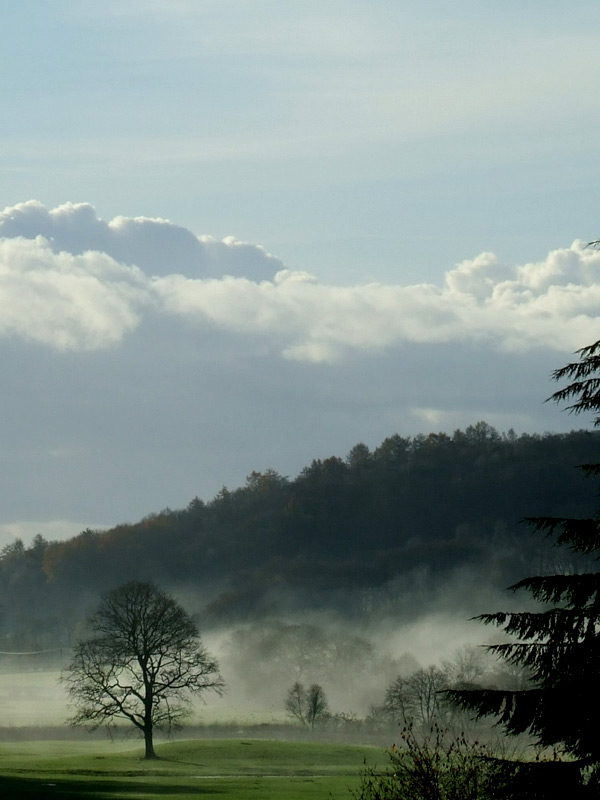 Grizedale tree
