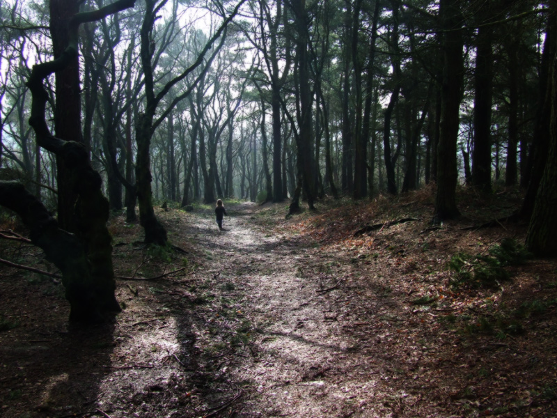 Walking through the woods