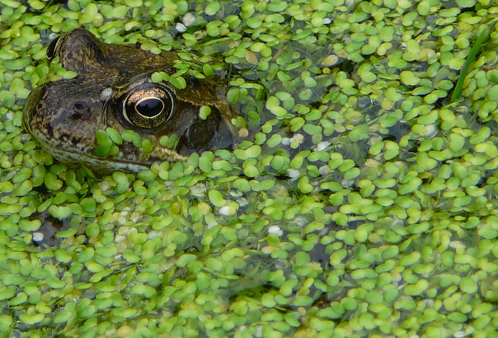 Frog in a duckweek pond