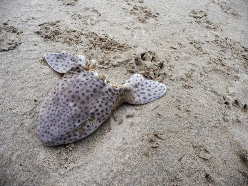 Dogfish on the beach
