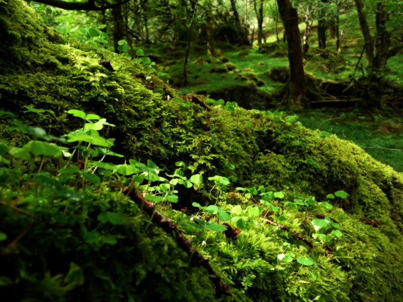Mossy forest