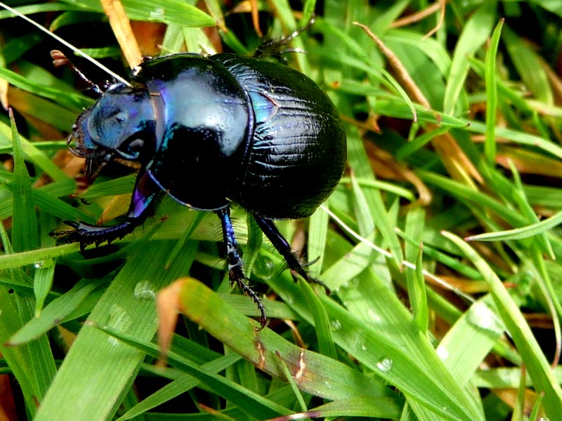 Scarab Beetle