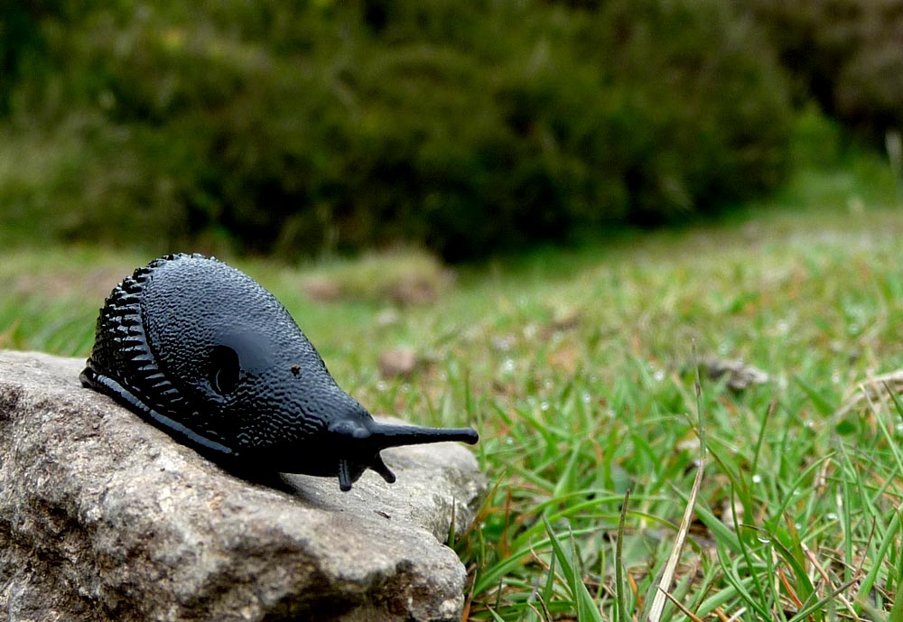 Snail