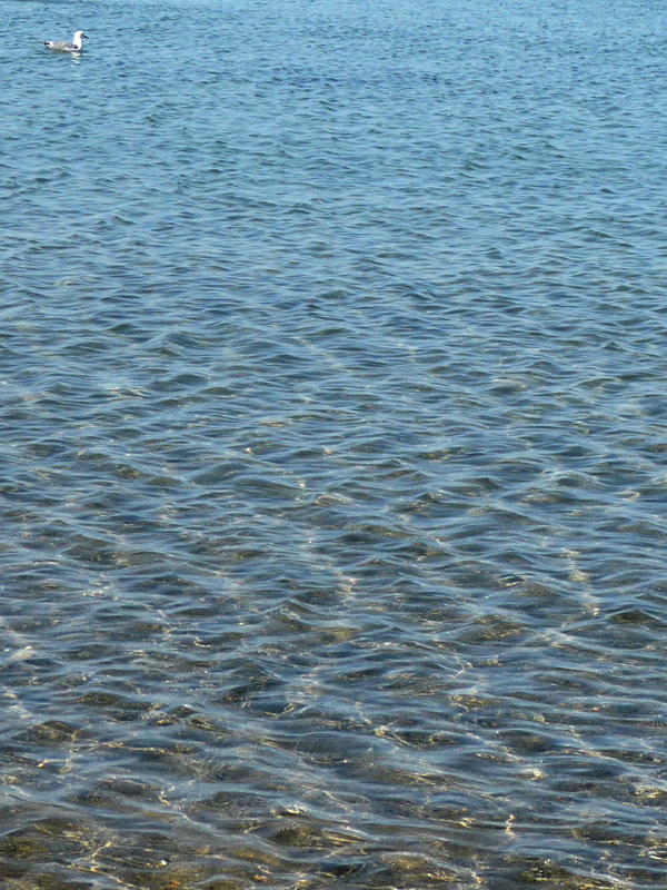 Seagull in the sea