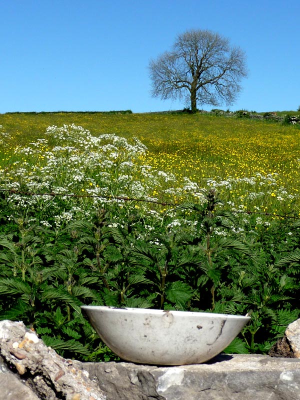Spring meadow