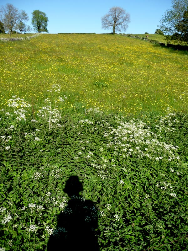 Spring meadow