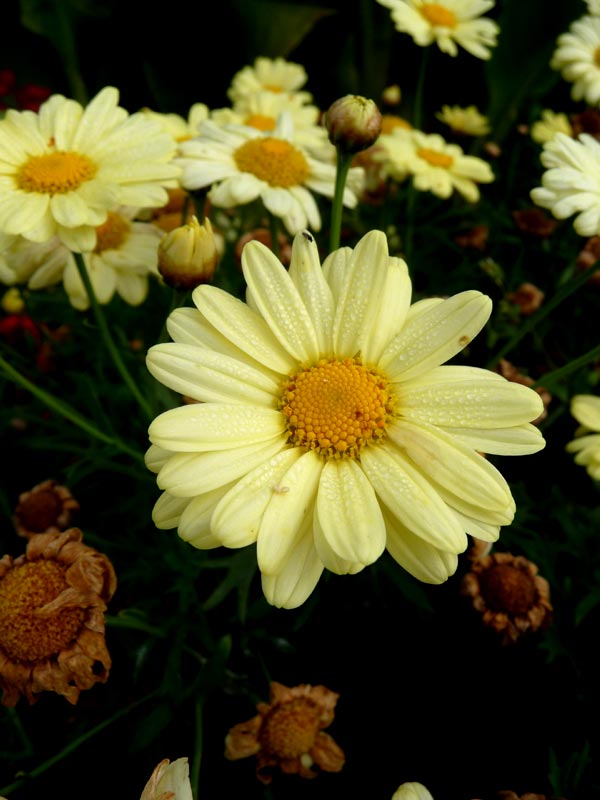Chester Zoo Flower