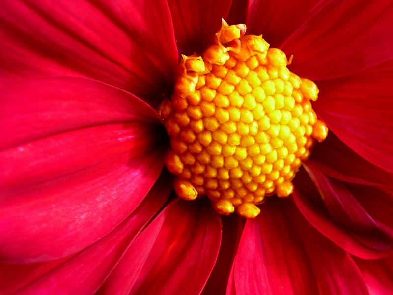 Chester Zoo Flower