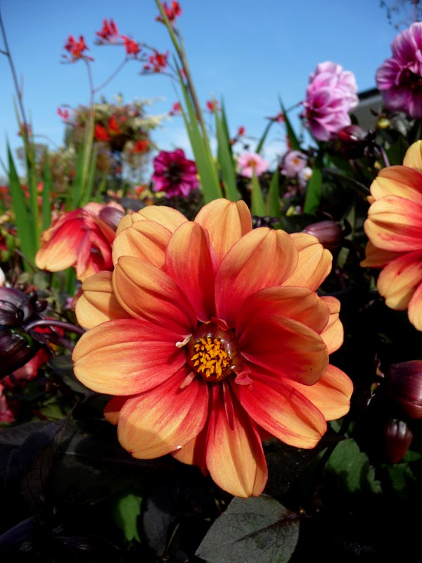 Chester Zoo Flower
