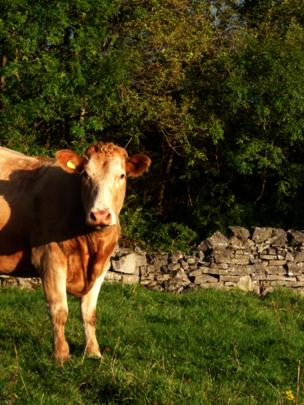 Curious cow