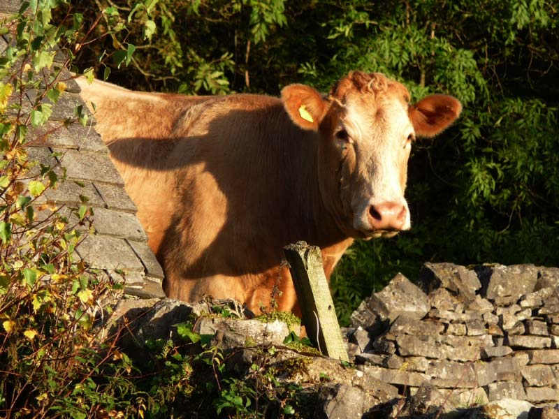 Curious cow