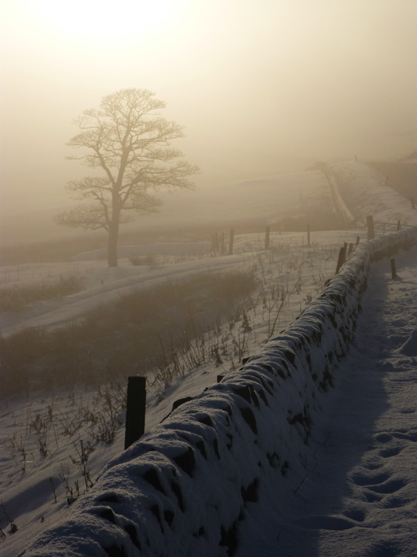 Snowy tree