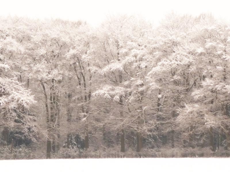 Bostock Woods in the snow