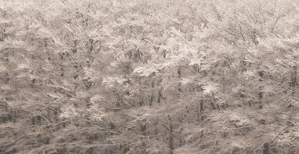 Bostock Woods in the snow
