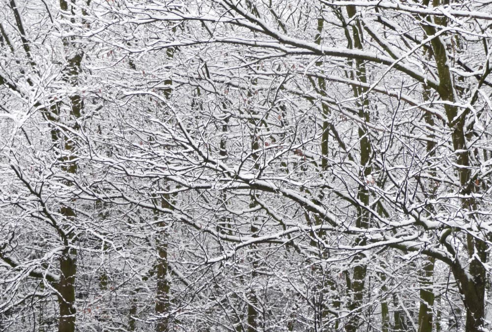 Bostock Woods in the snow