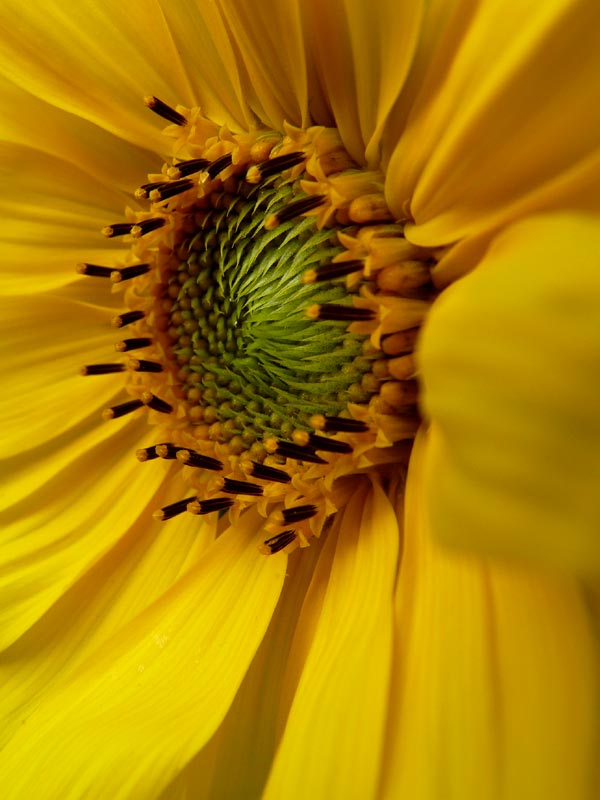 Sunflower detail