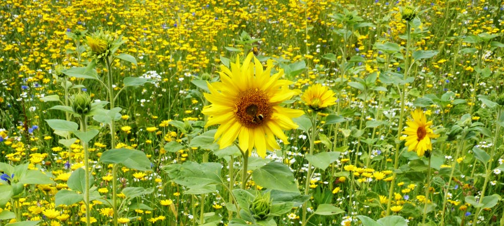 Flower strip