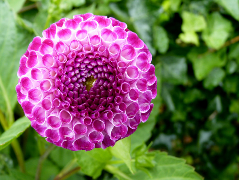 Dahlia
