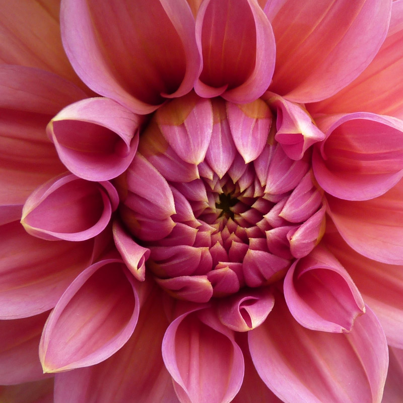 Dahlia