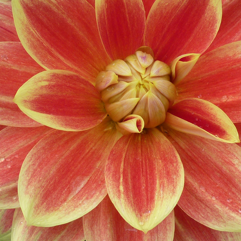 Dahlia