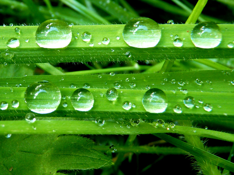 Wet grass