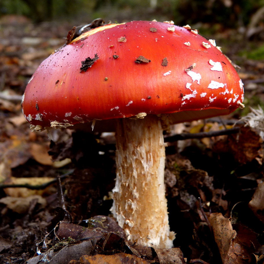 Bickerton Mushroom