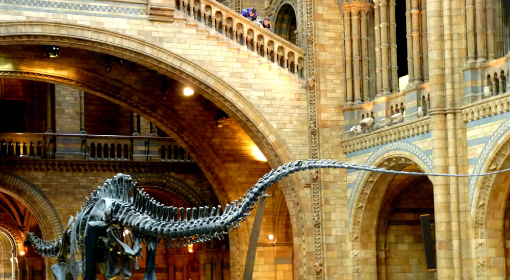 Dinosaur, Central Hall, Natural History Museum