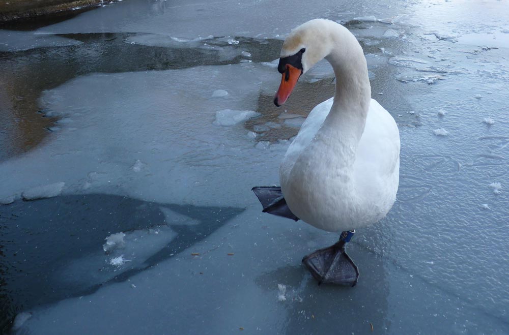 Icy swan