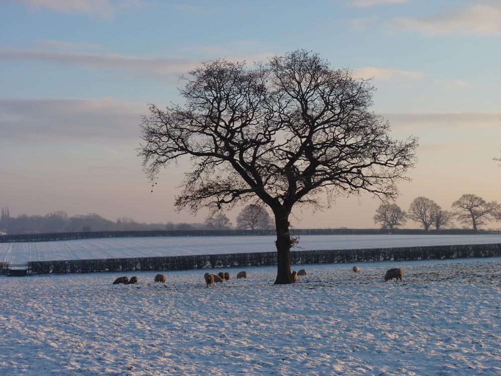 Cold sheep