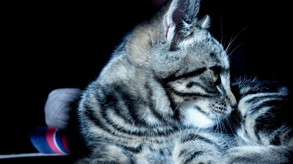 Cat