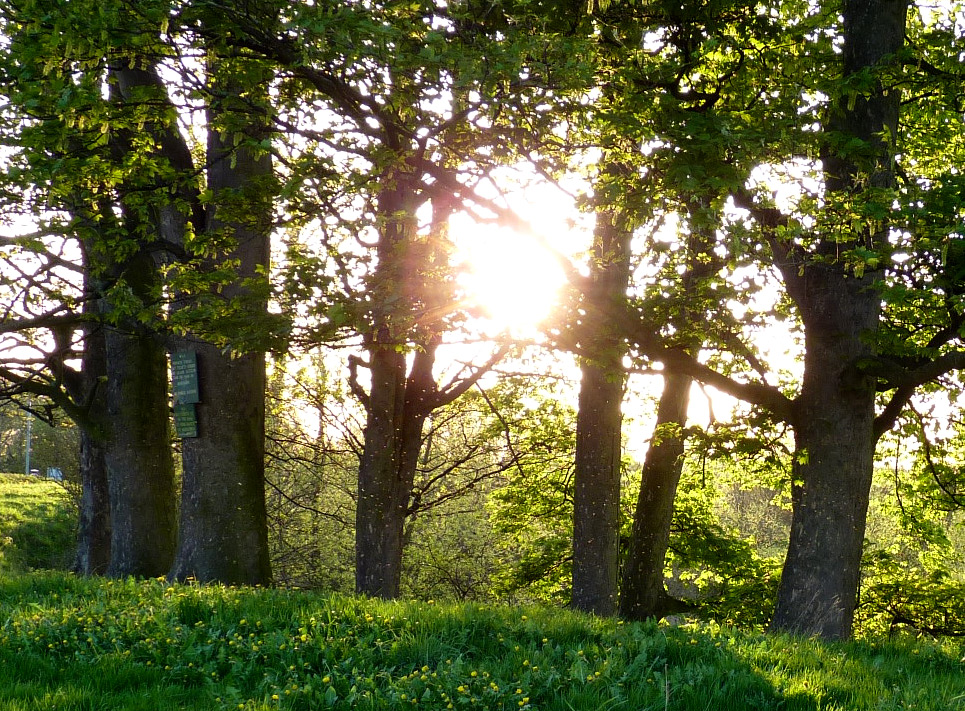 Sycamores