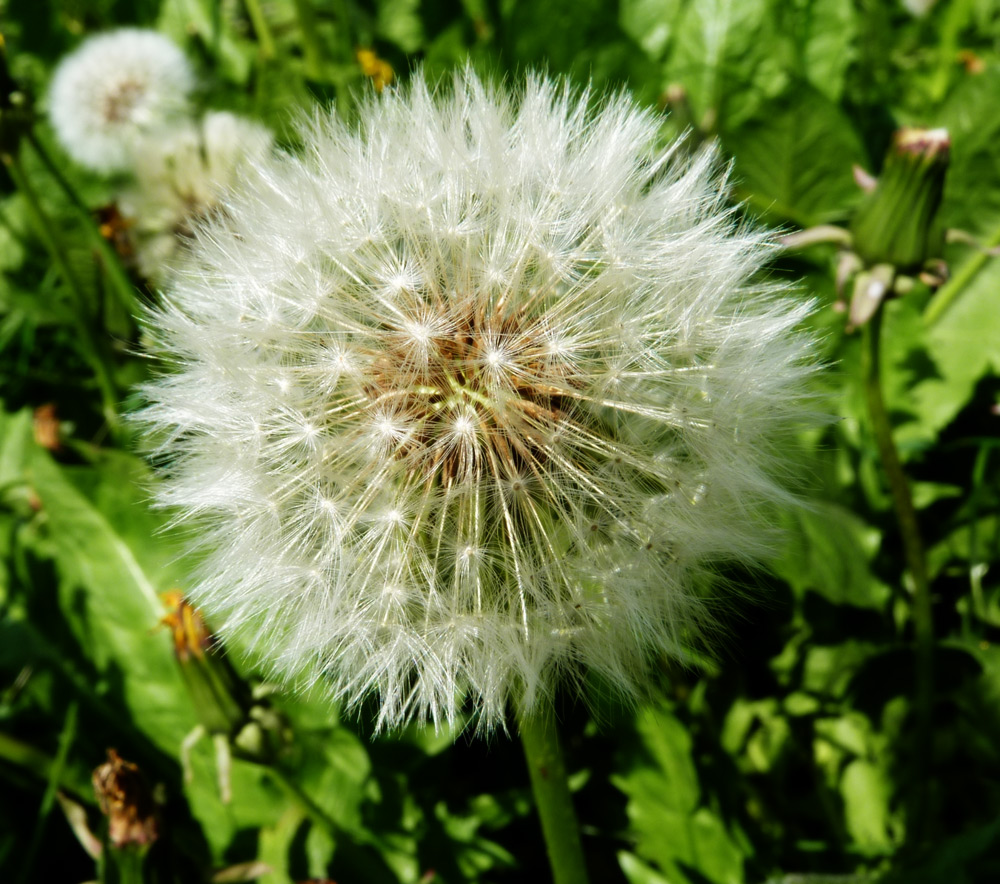 Dandelion Clock