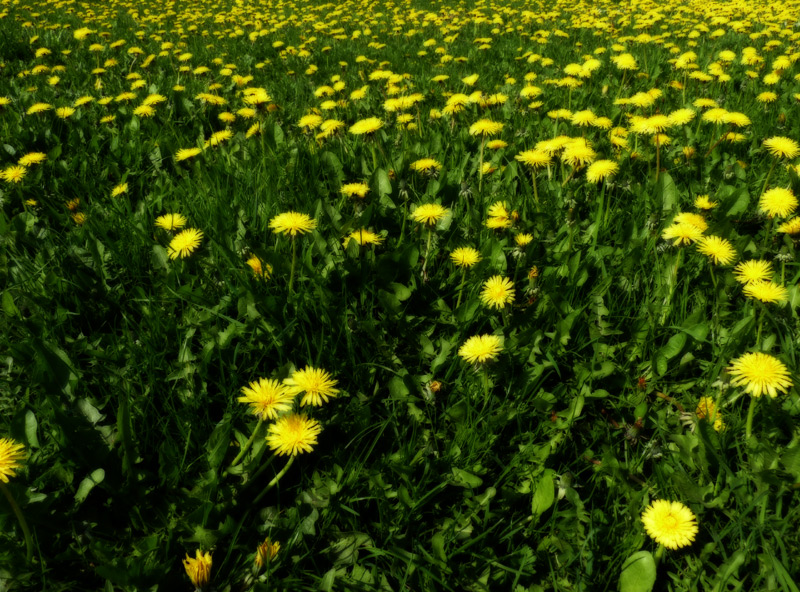 Dandelions