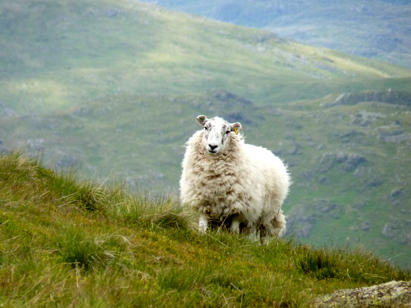 Lone sheep