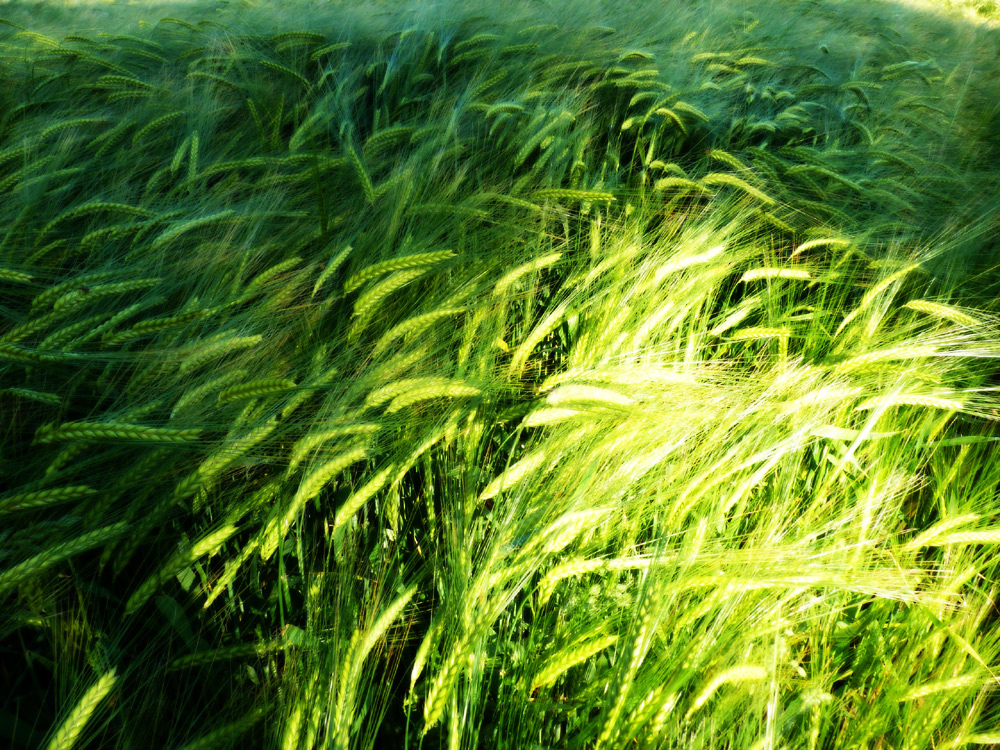 Field of oats